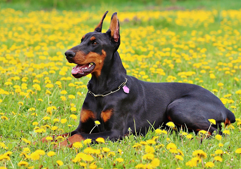 Doberman Pinscher Puppy - Doberman Pinscher Puppy