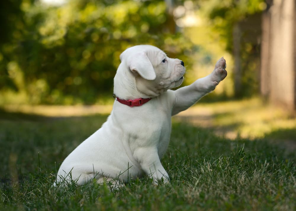 Dogo Argentino Puppy in Ayodhya
