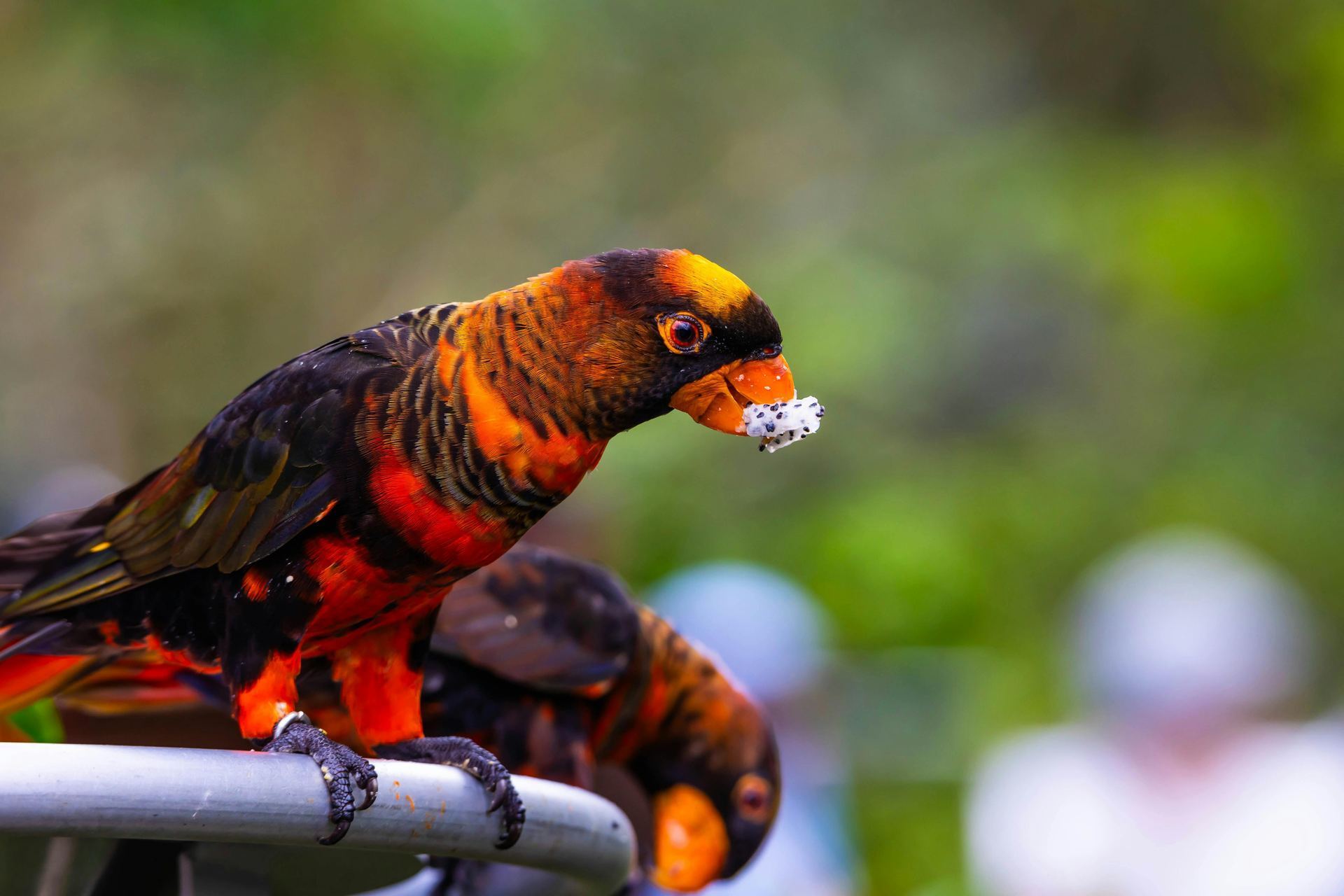 Dusky Lorikeet in Ayodhya