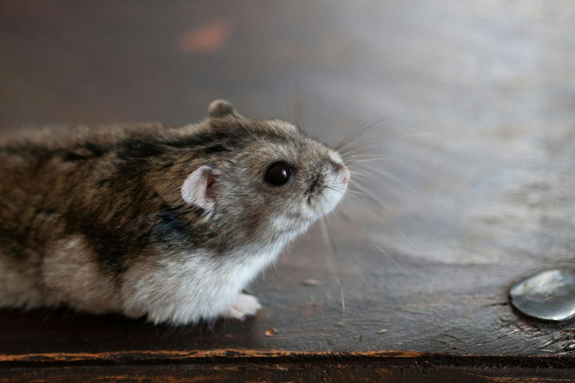 Dwarf Hamster Babies | Adults in Koderma