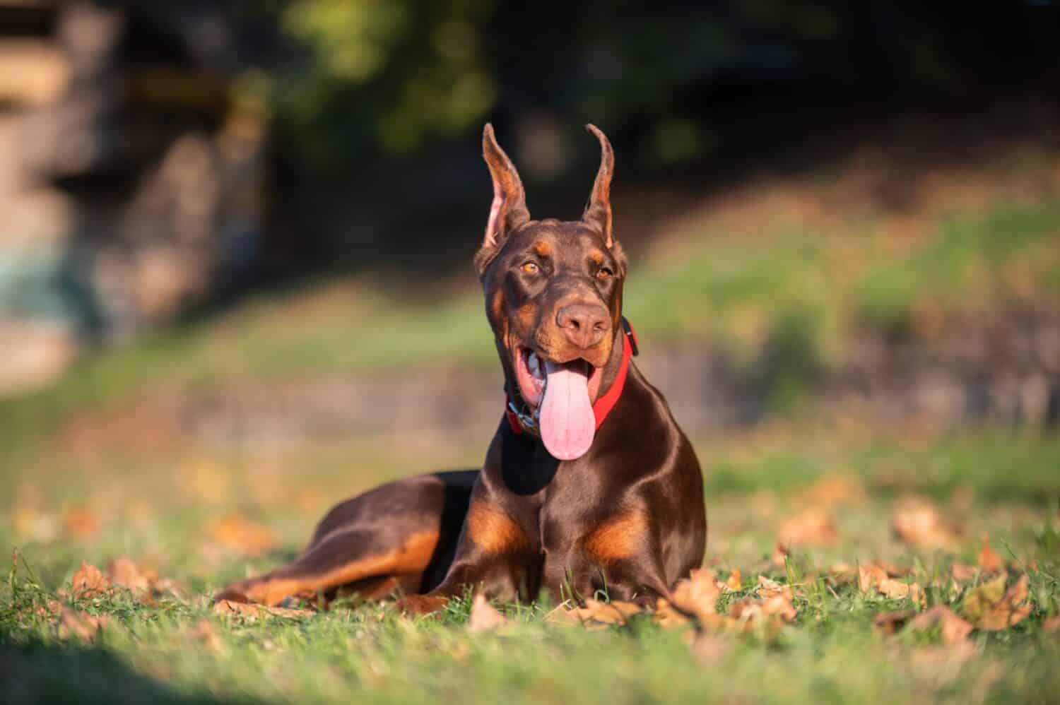 European Doberman Puppy - European Doberman Puppy