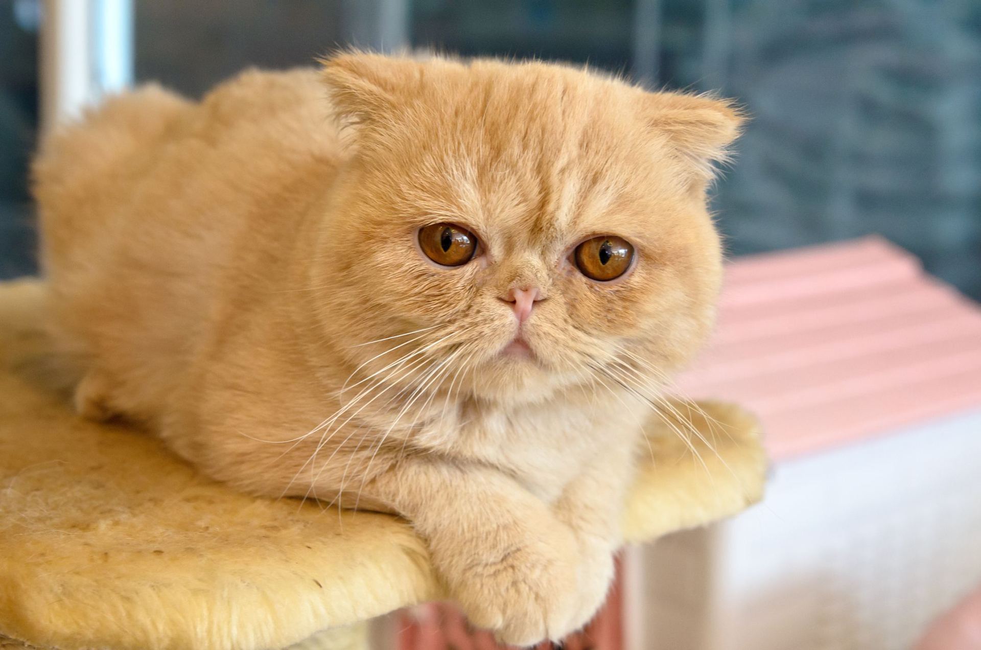 Exotic Short Hair Kittens in Bongaigaon