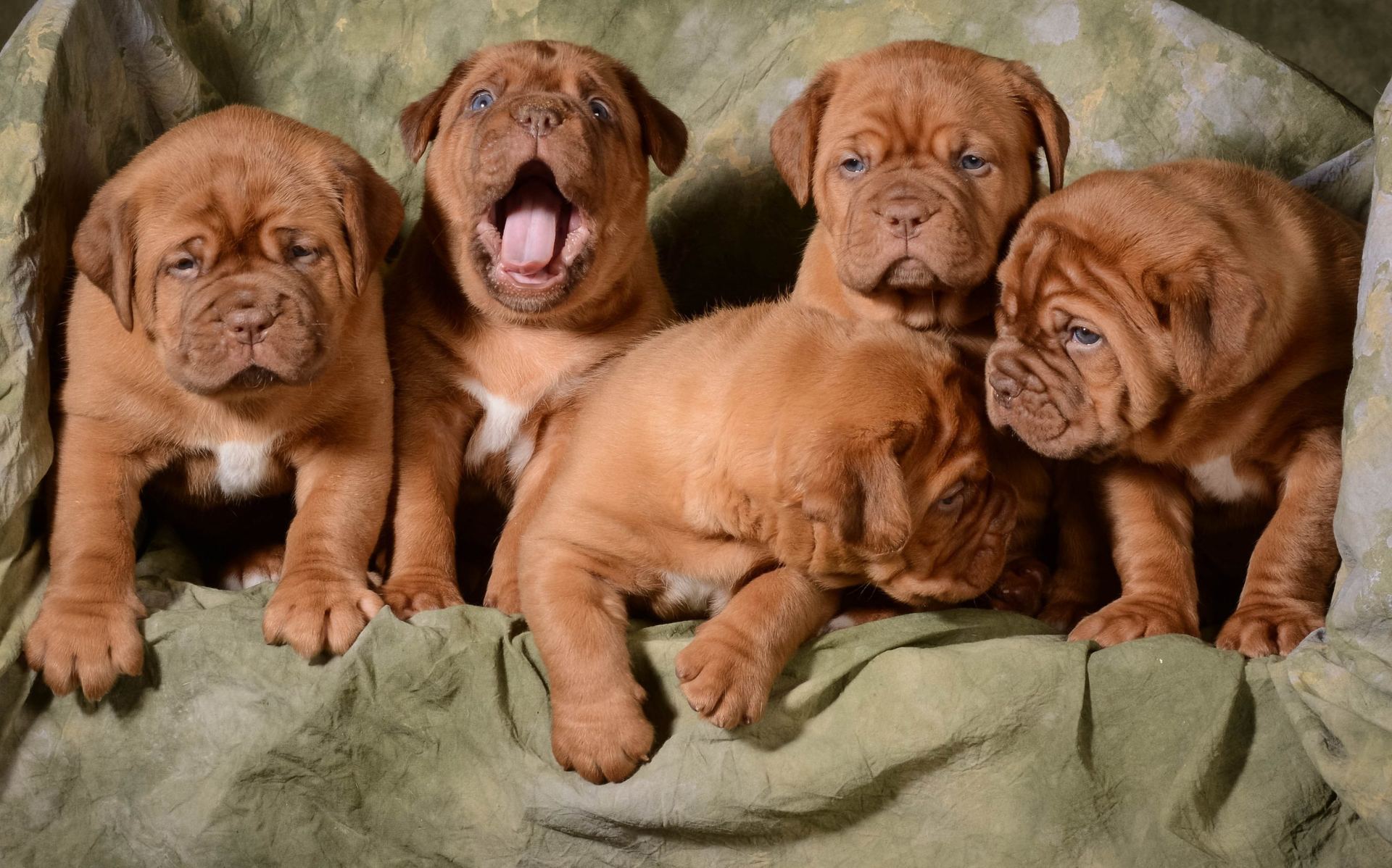 French Mastiff Puppy in Ayodhya