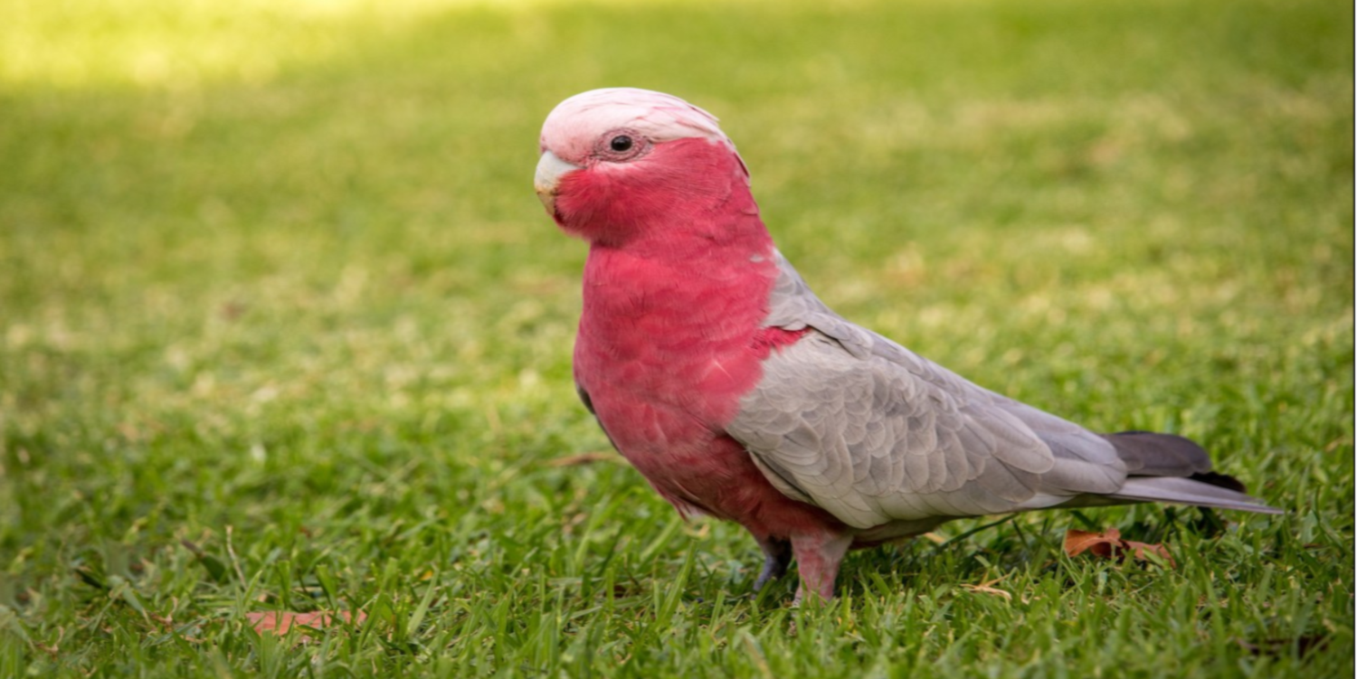 Gallah Cockatoo in Ayodhya