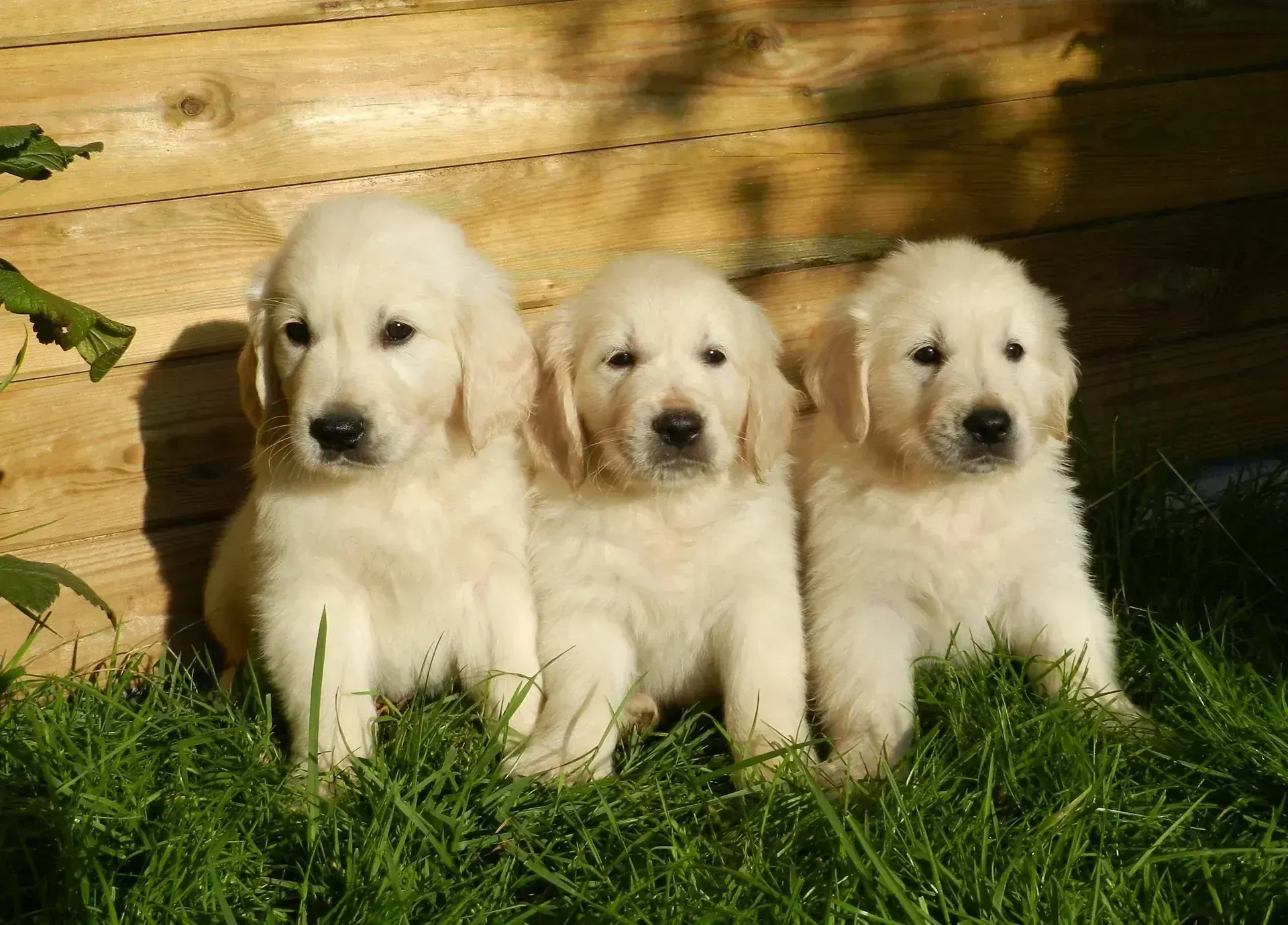 Golden Retriever in Ayodhya