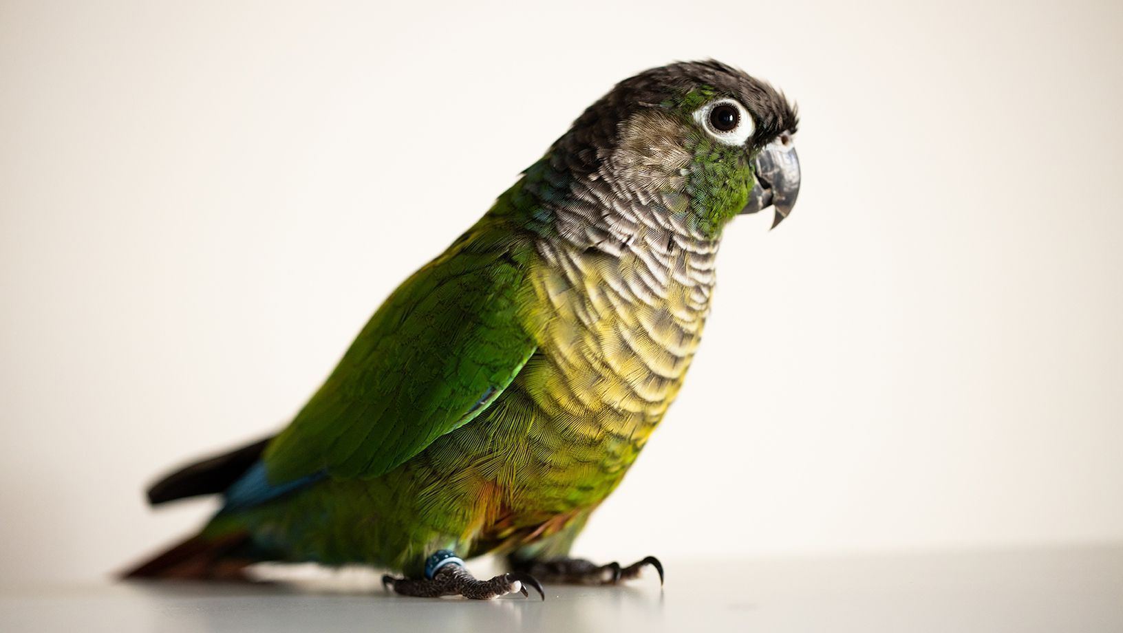 Green Cheek Conure - Green Cheek Conure