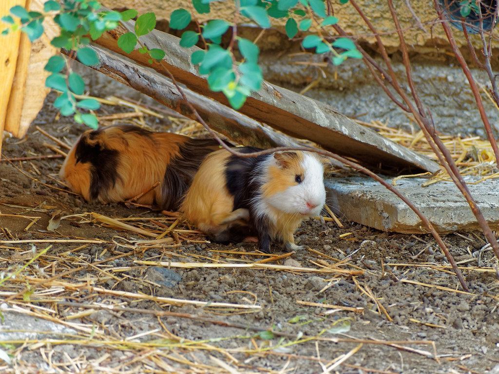 Guinea Pig Babies in Koderma