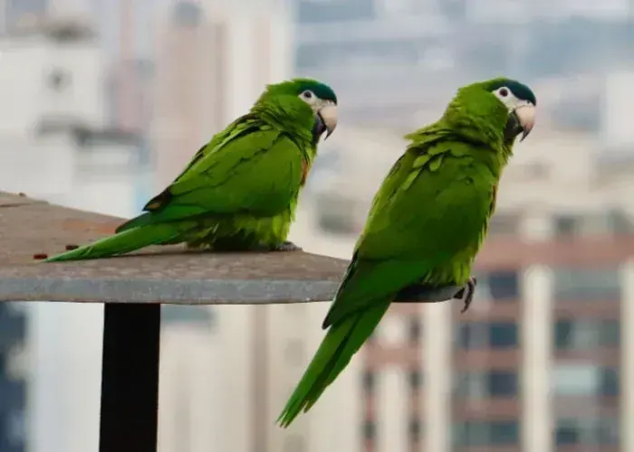 Hahn's Macaw in Ayodhya