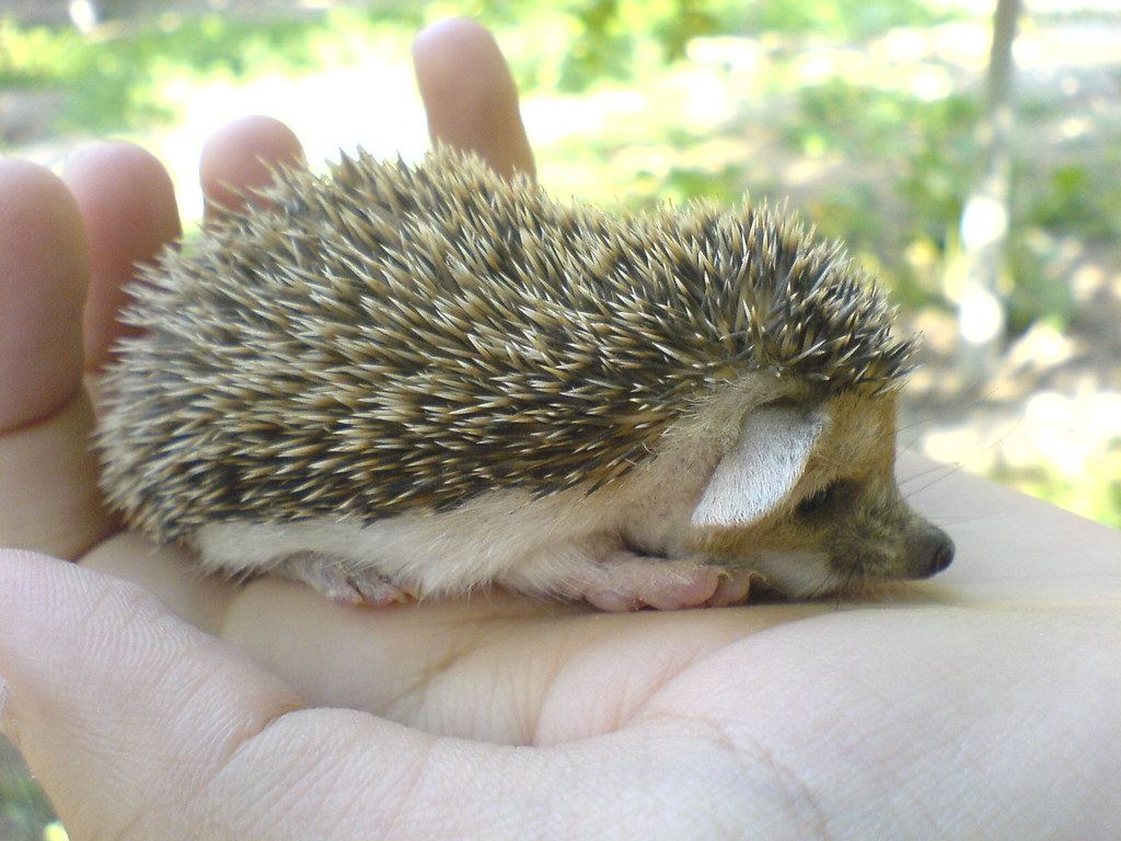Hedgehogs Babies & Adults in Koderma