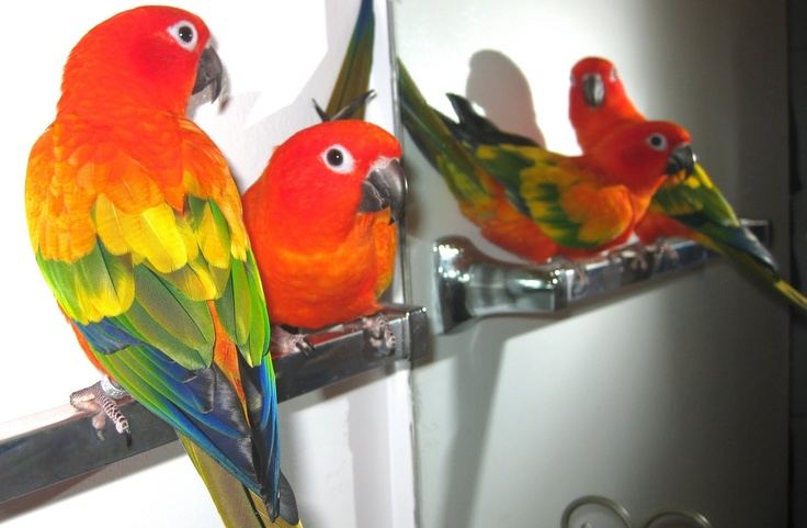 Hyper Red Sun Conure in Ayodhya