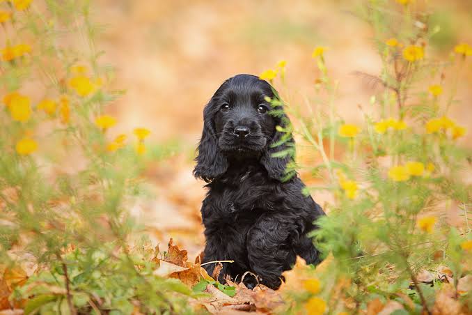 Related healthy Cocker Spaniel Puppy | Golden Color named Cocker Spaniel Puppy | Black Color in Gurgaon