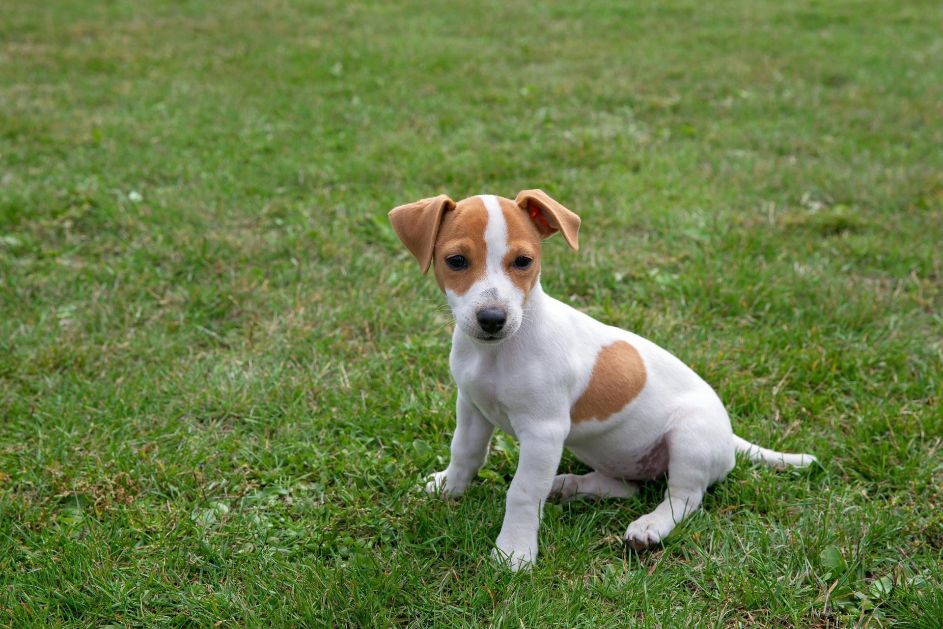Jack Russell Terrier Puppy in Ayodhya