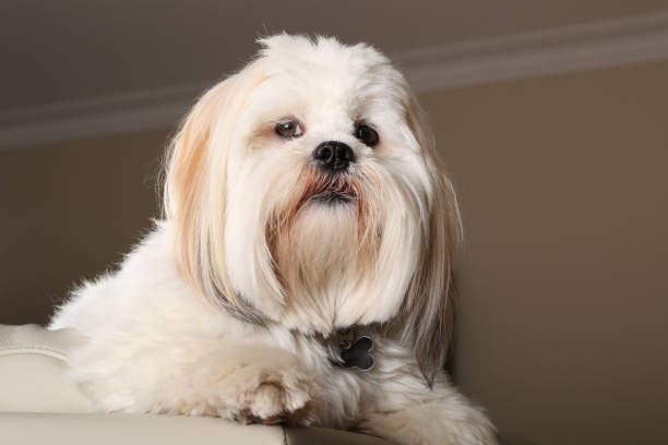 Lhasa Apso Puppies for sale in Koderma