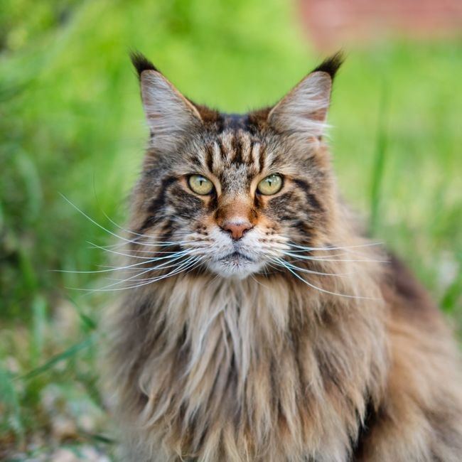 Maine Coon Kitten for sale in Cooch Behar