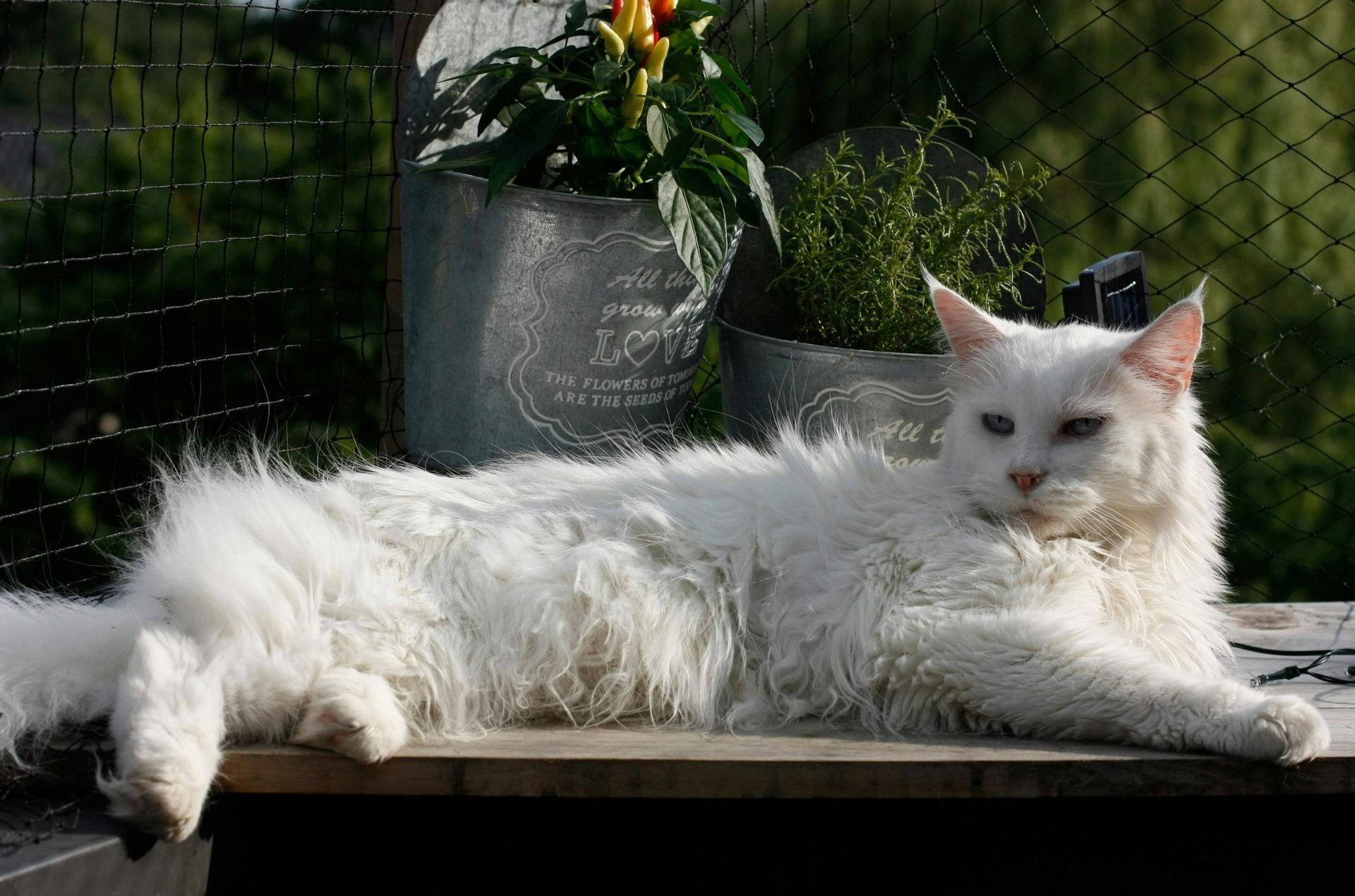Maine Coon Kitten in Bongaigaon