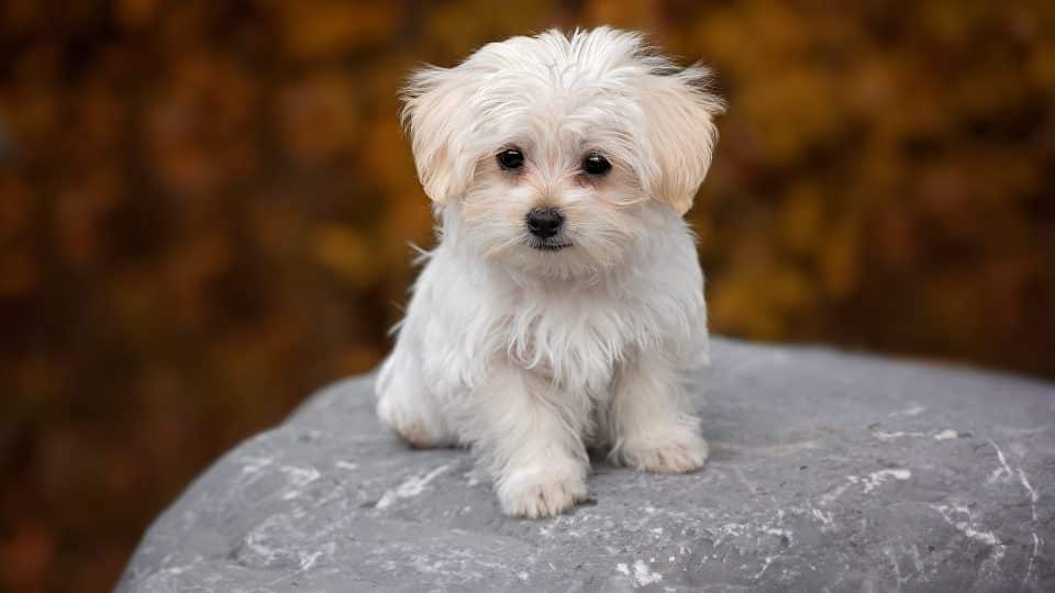 Maltese Puppy | White in Ayodhya