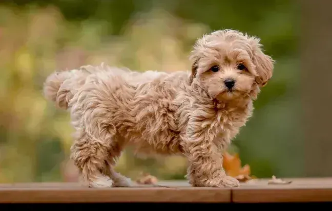 Maltipoo Puppy in Ayodhya