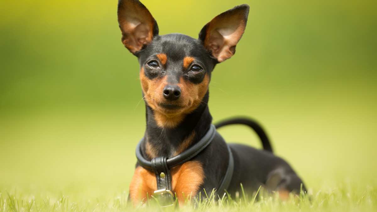 Miniature Pinscher Puppy in Ayodhya