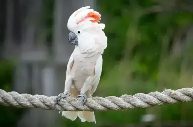 Moluccan Cockatoo in Ayodhya