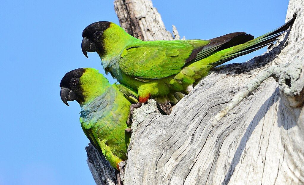 Nanday Conure in Ayodhya