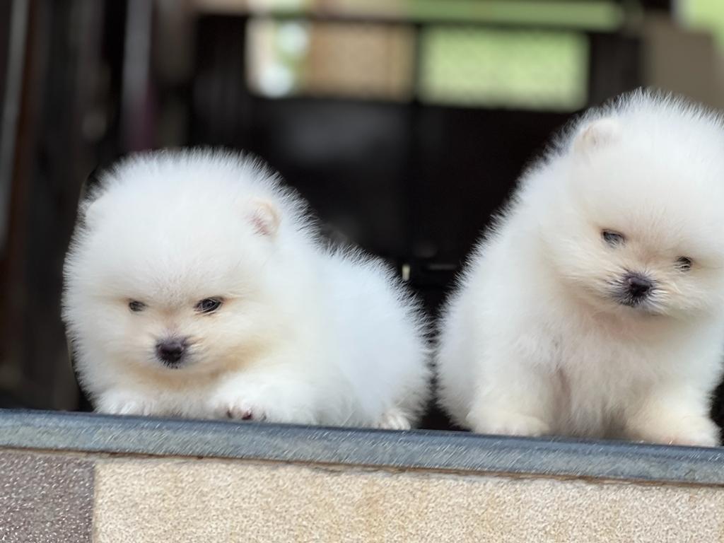 Orignal Toy Pom Puppy | Teacup Pom in Ayodhya