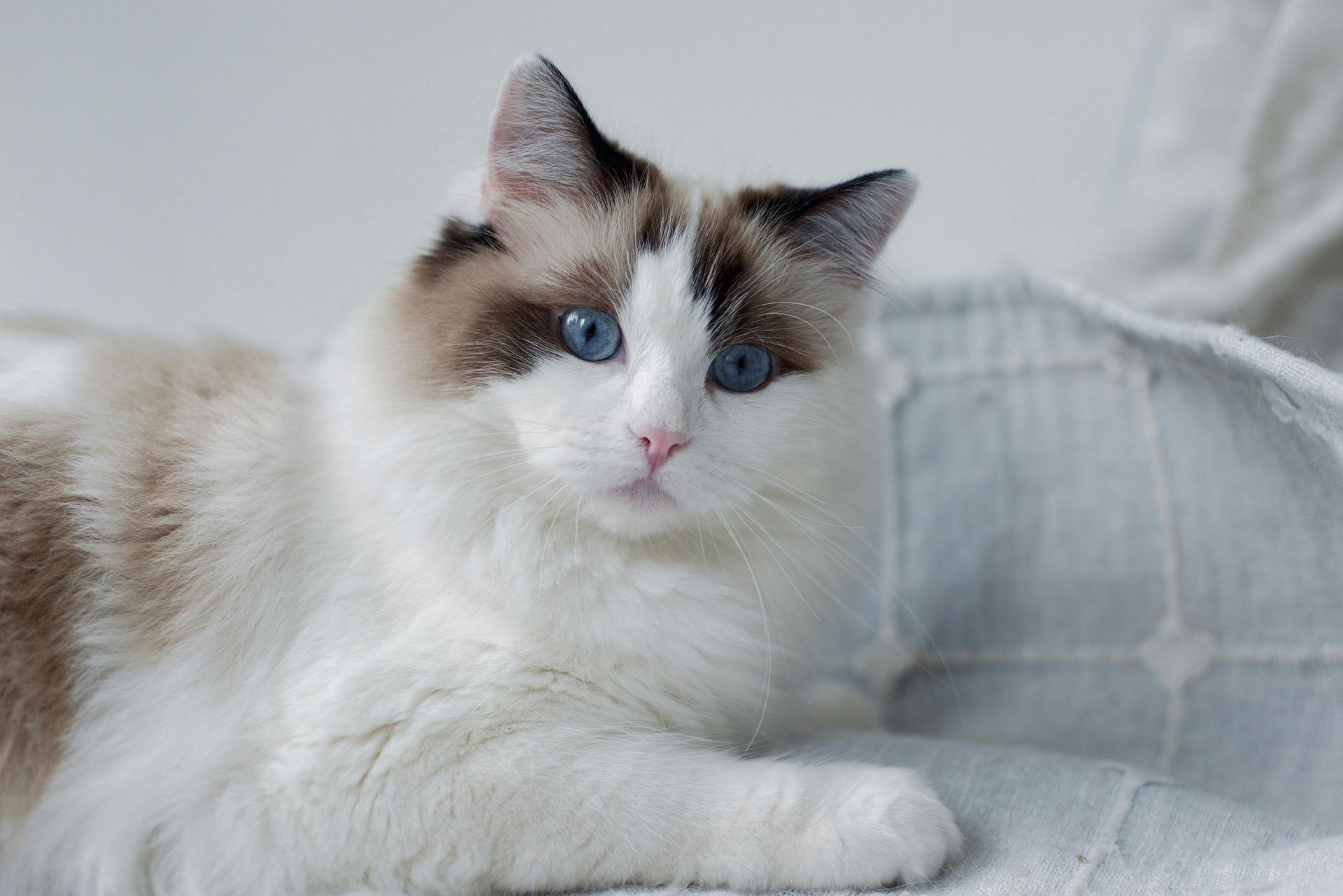 Ragdoll Kittens puppy or kitten in Koderma - Photo 1