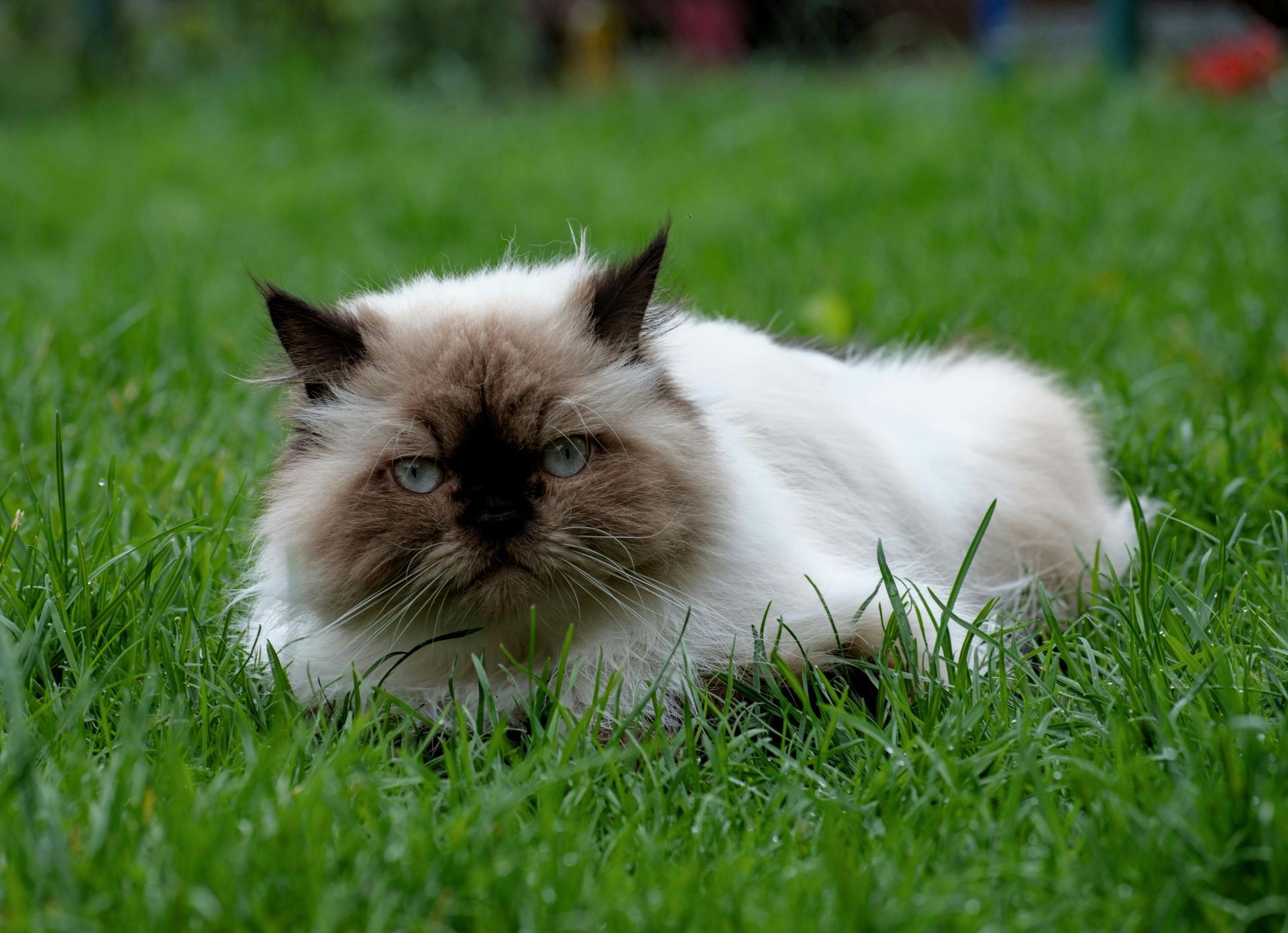 Himalayan Kittens in Bongaigaon