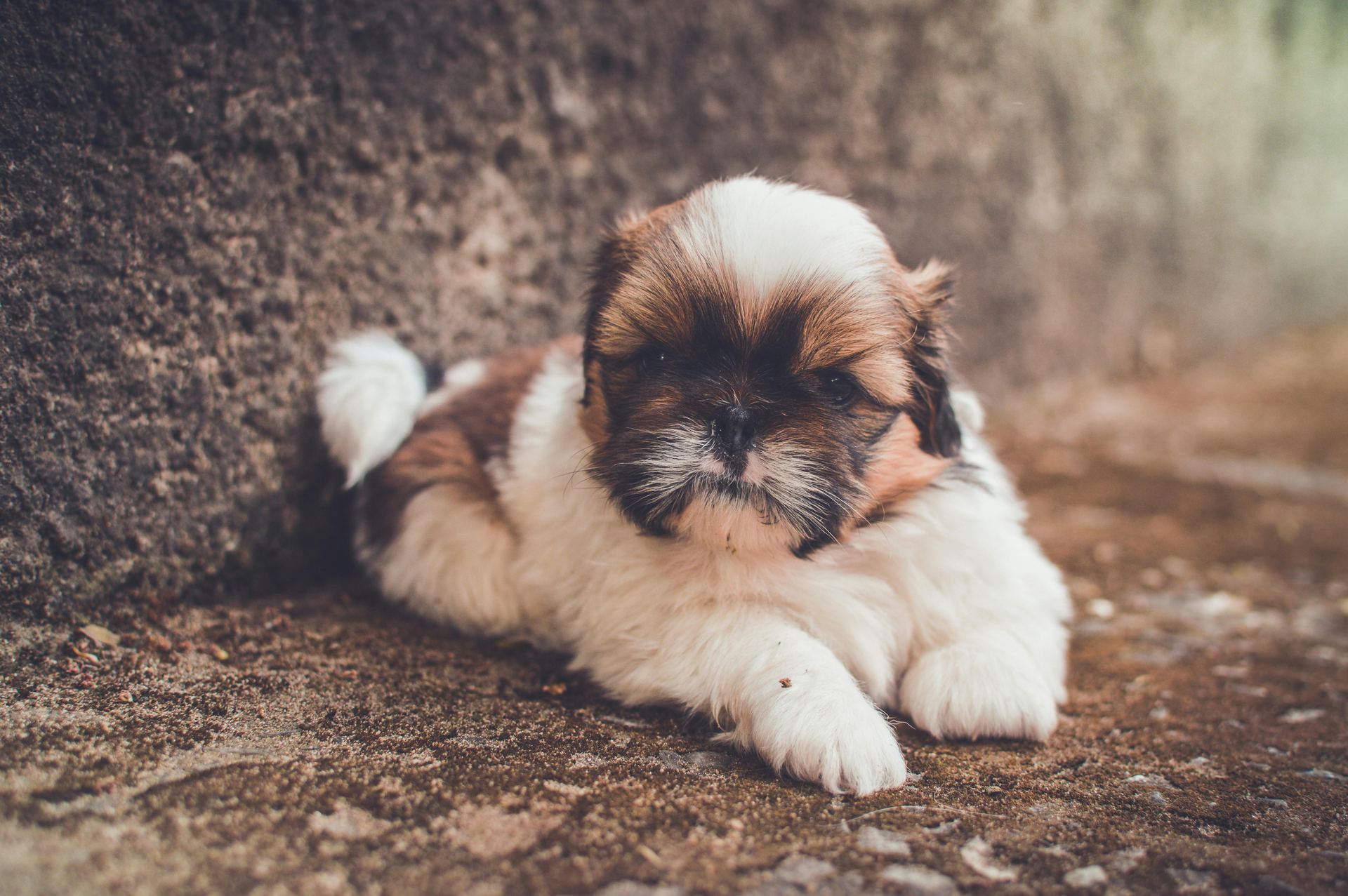Shih Tzu | Tri Color Puppy in Ayodhya