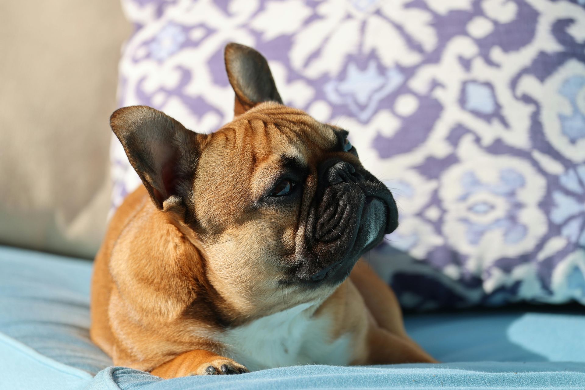 French Bulldog Puppy | Fawn in Ayodhya