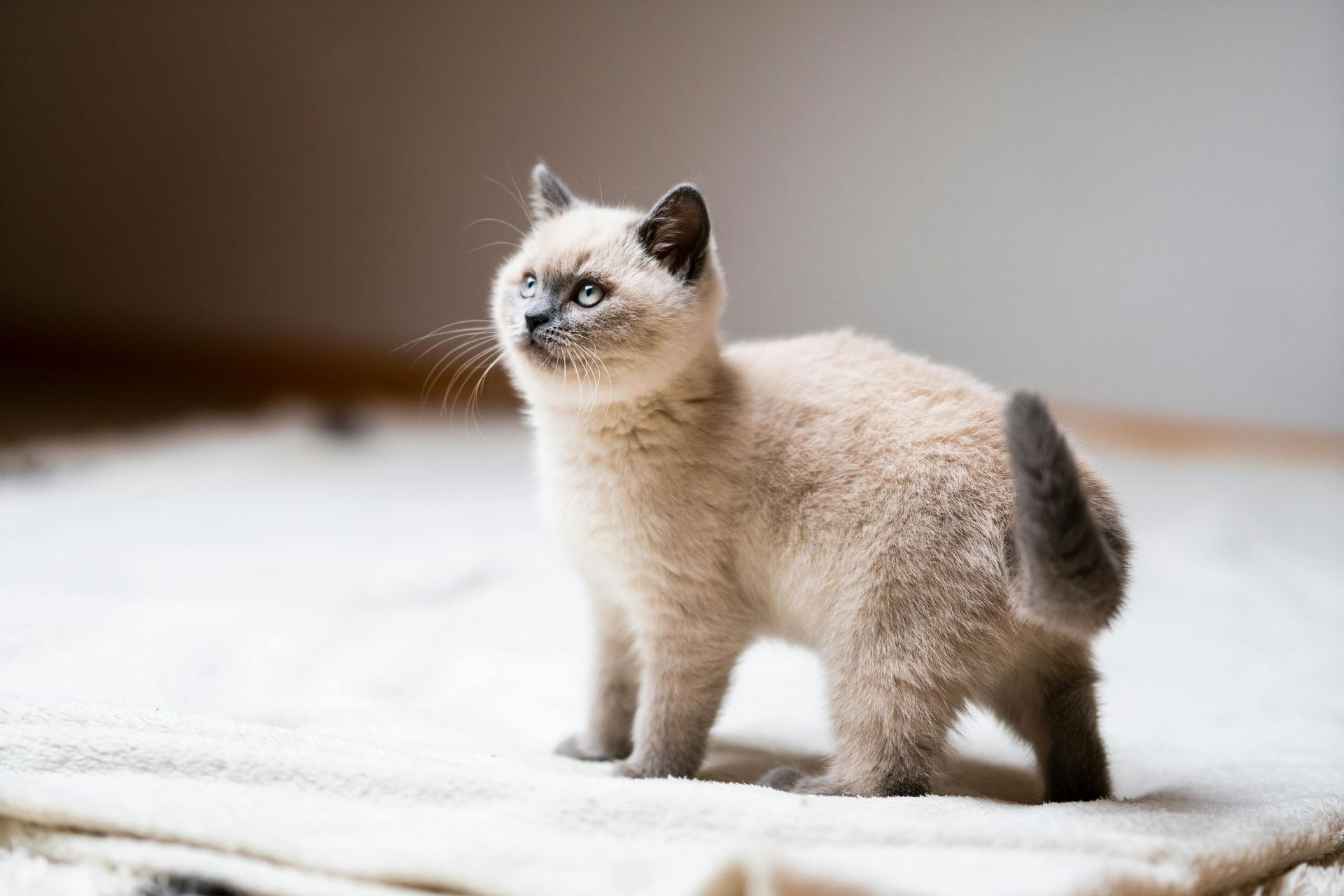 Himalayan Kittens for sale in Bareilly, Uttar Pradesh - Photo 2