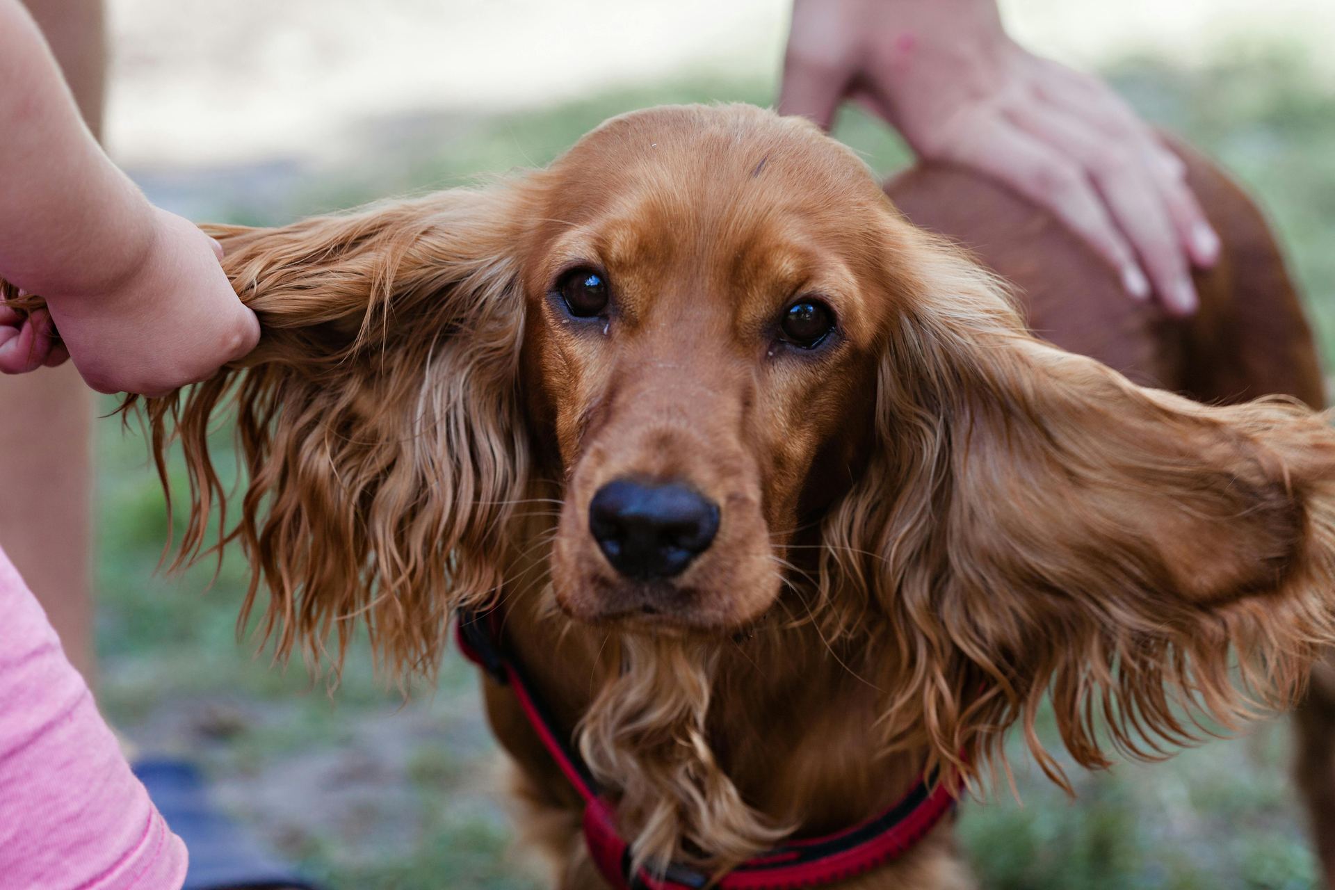 Cocker Spaniel Puppy | Chocolate Brown Color - Cocker Spaniel Puppy | Chocolate Brown Color