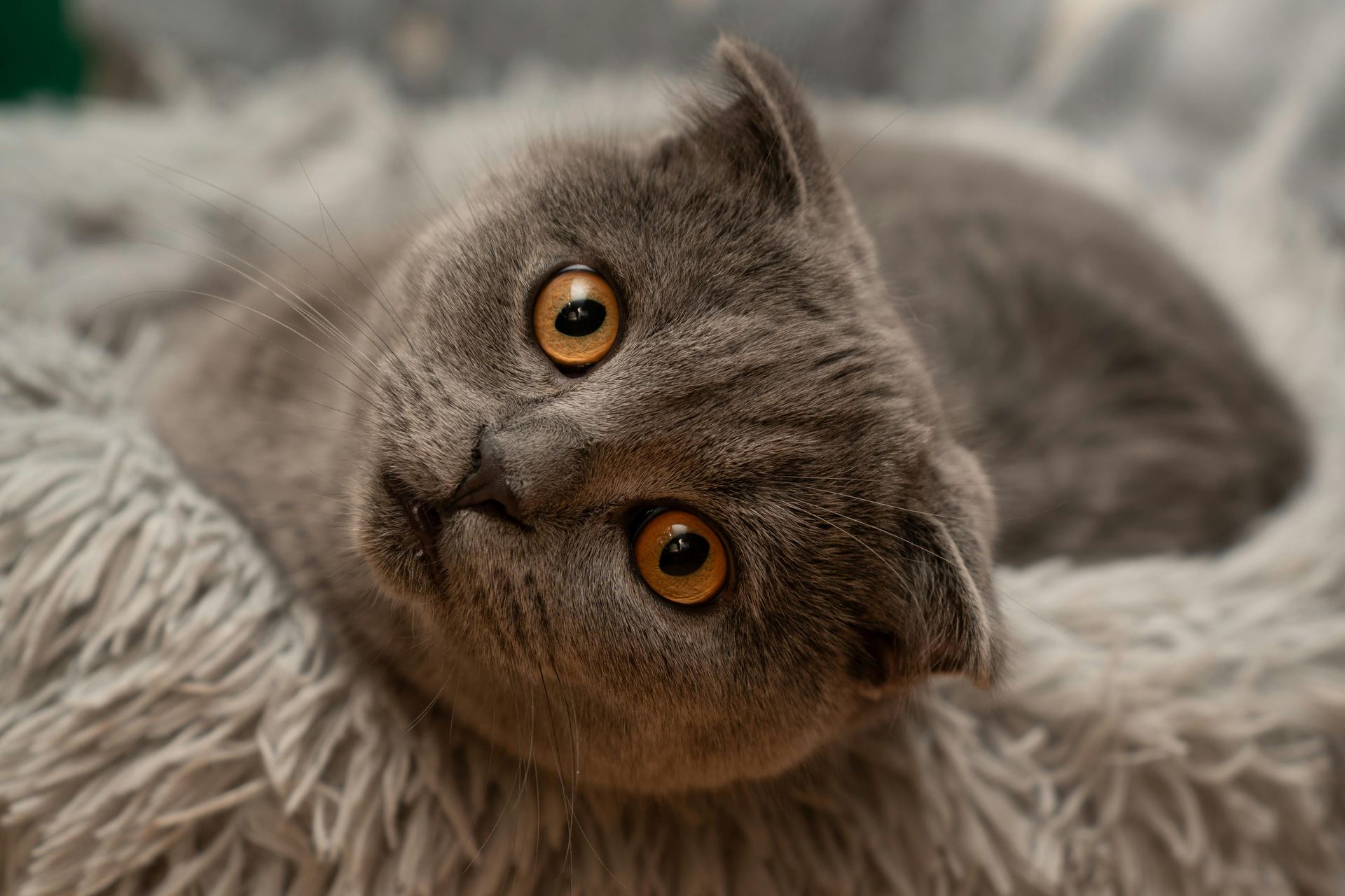 Scottish Fold Kitten | Standard Grey puppy or kitten in Upper Siang - Photo 1