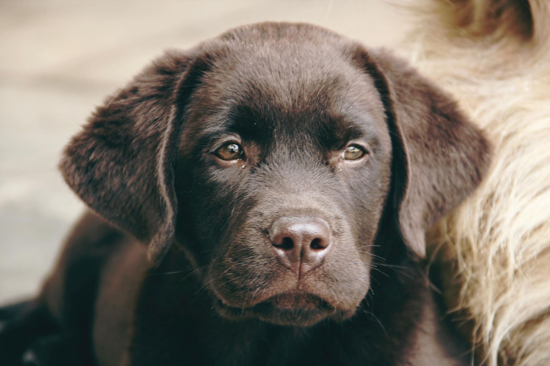 Labrador Retriever Chocolate Puppy in Ayodhya