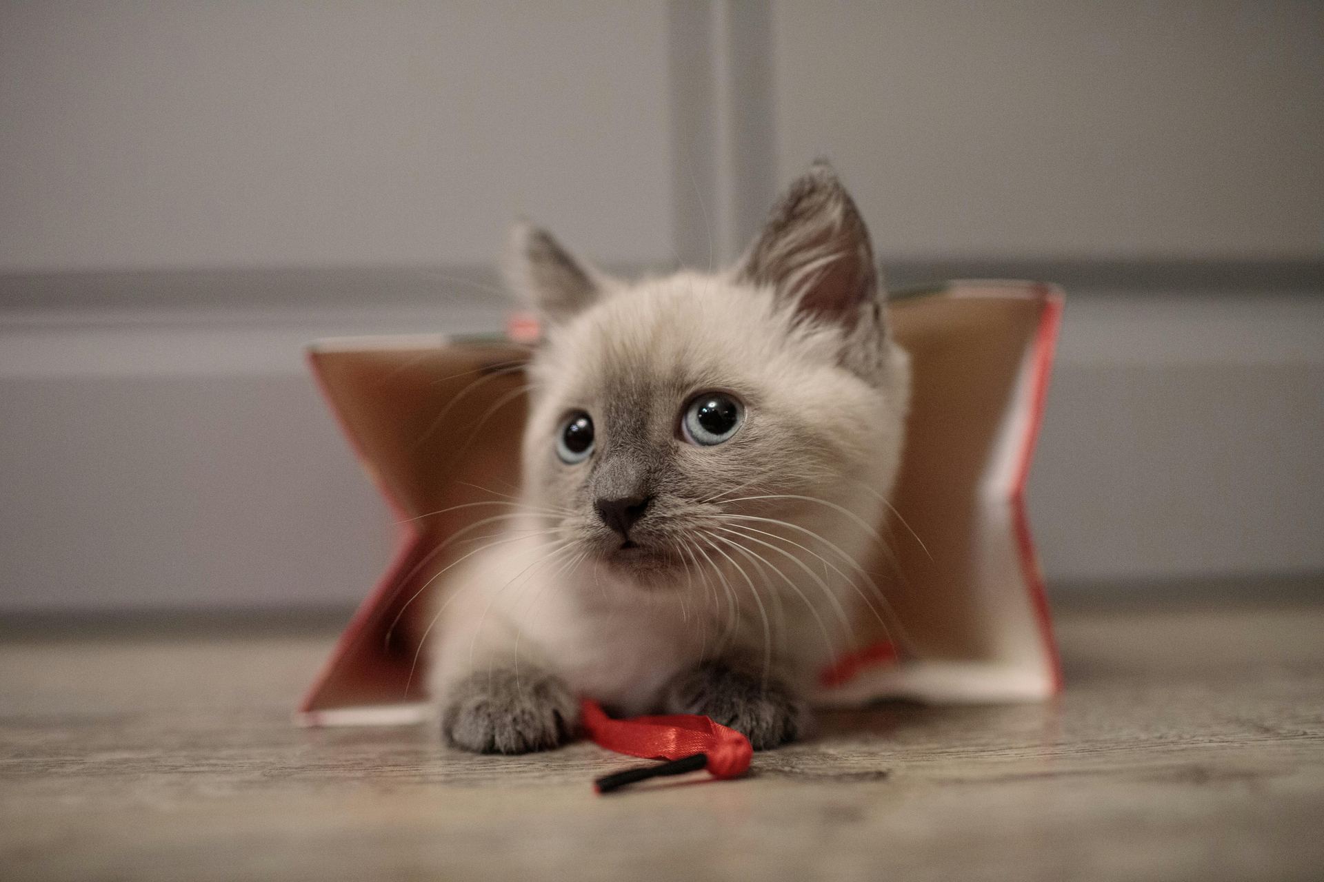 Himalayan Kittens puppy or kitten in Bareilly - Photo 1