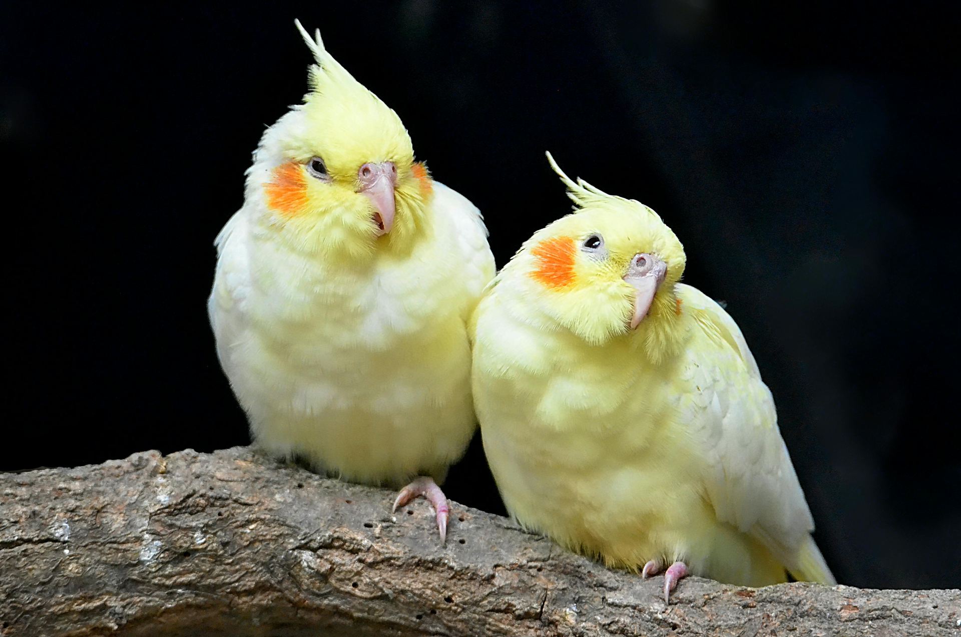 Cockatiel | Lutino available in Palacoderu