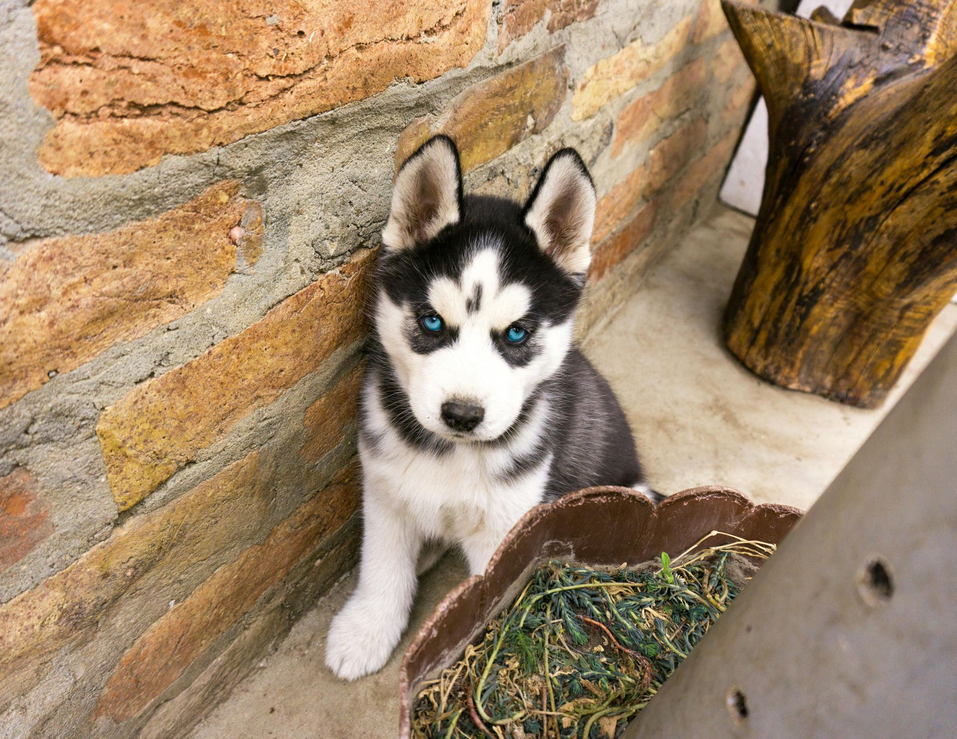 Siberian Husky Puppy | Black & White Color puppy in Pathardi