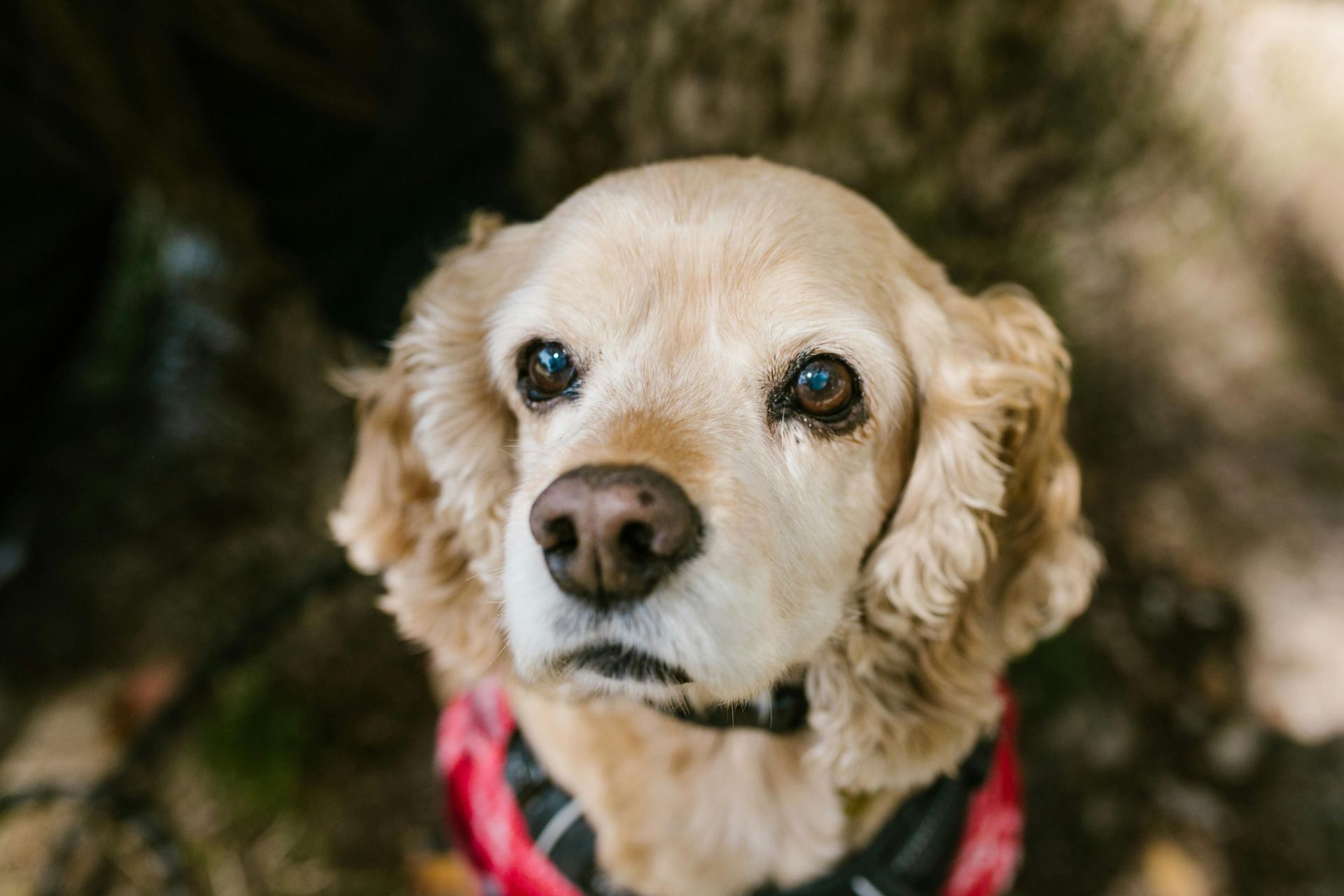 Cocker Spaniel Puppy | Golden Color - Cocker Spaniel Puppy | Golden Color