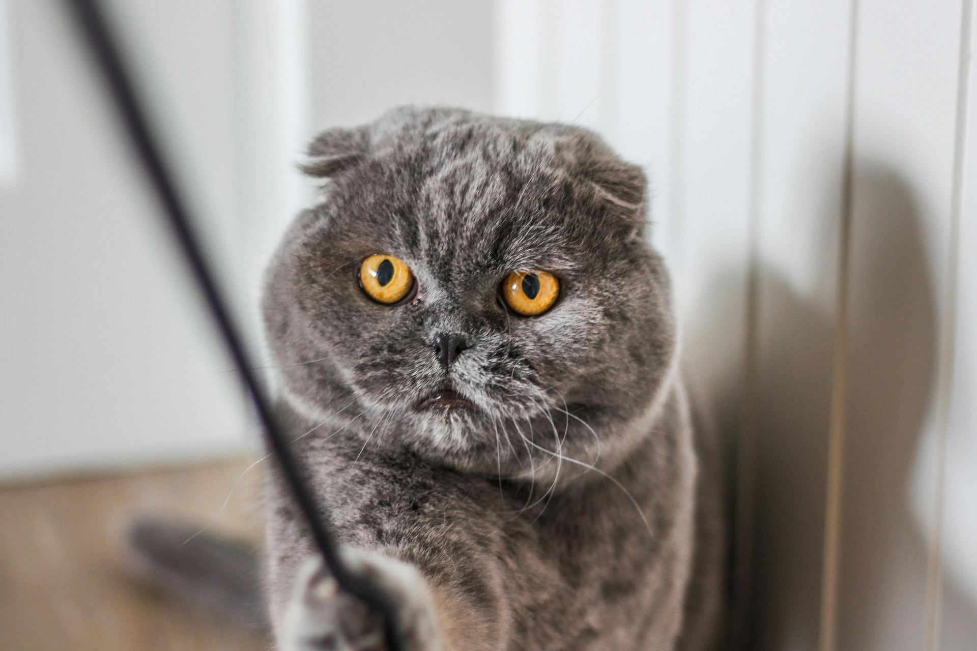 Scottish Fold Kitten | Standard Grey in Bongaigaon