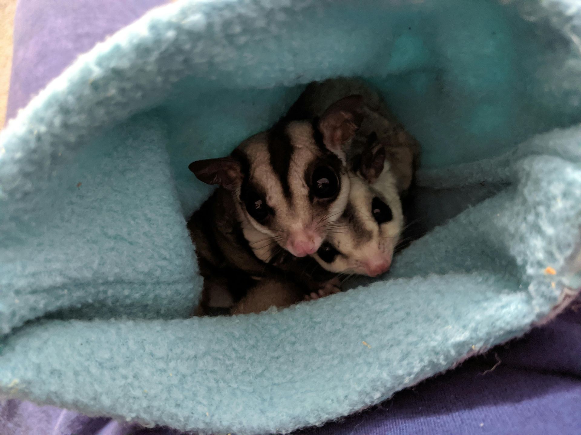 Sugar Glider | Grey available in Ayodhya