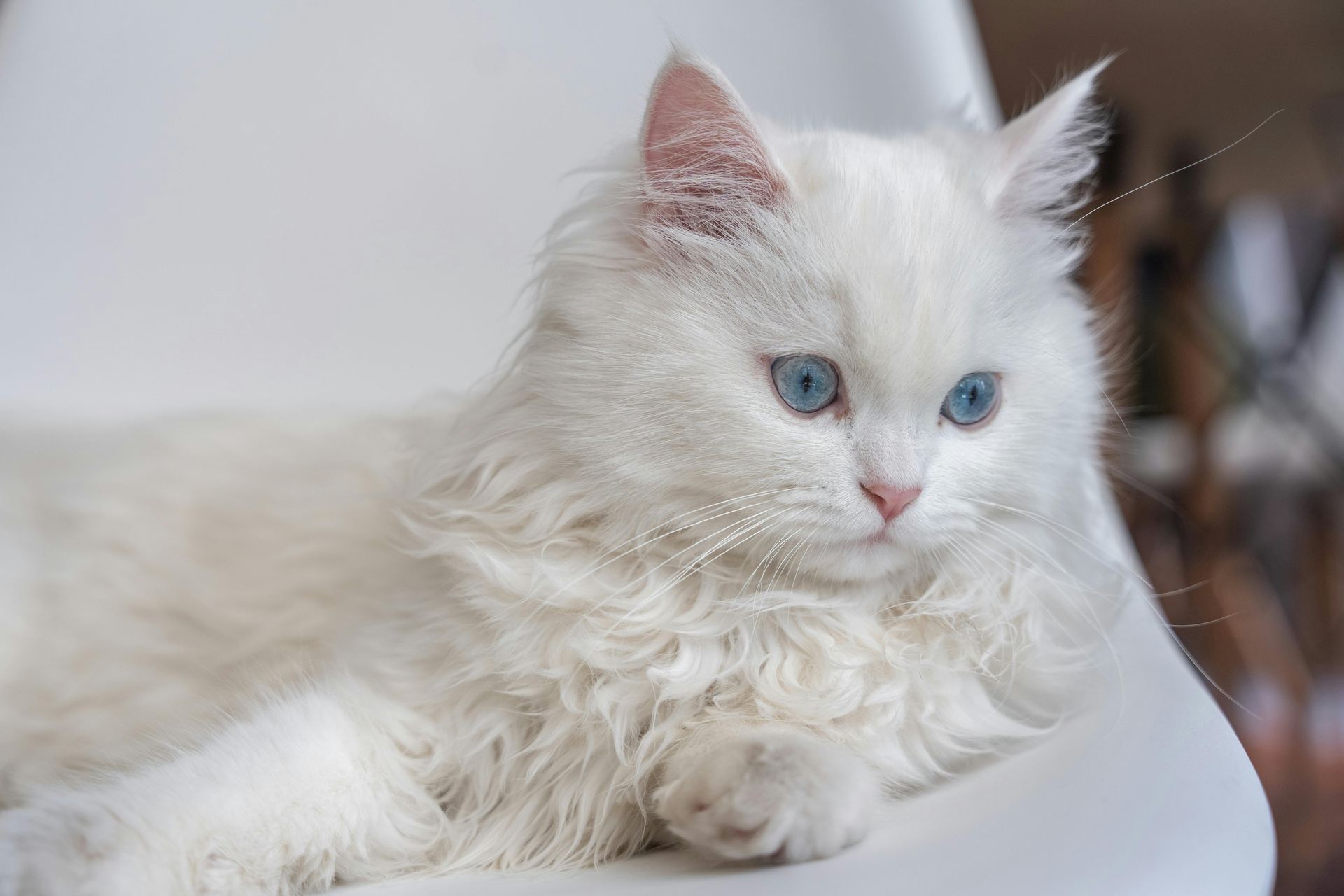 Doll Face Persian Kitten in Bongaigaon