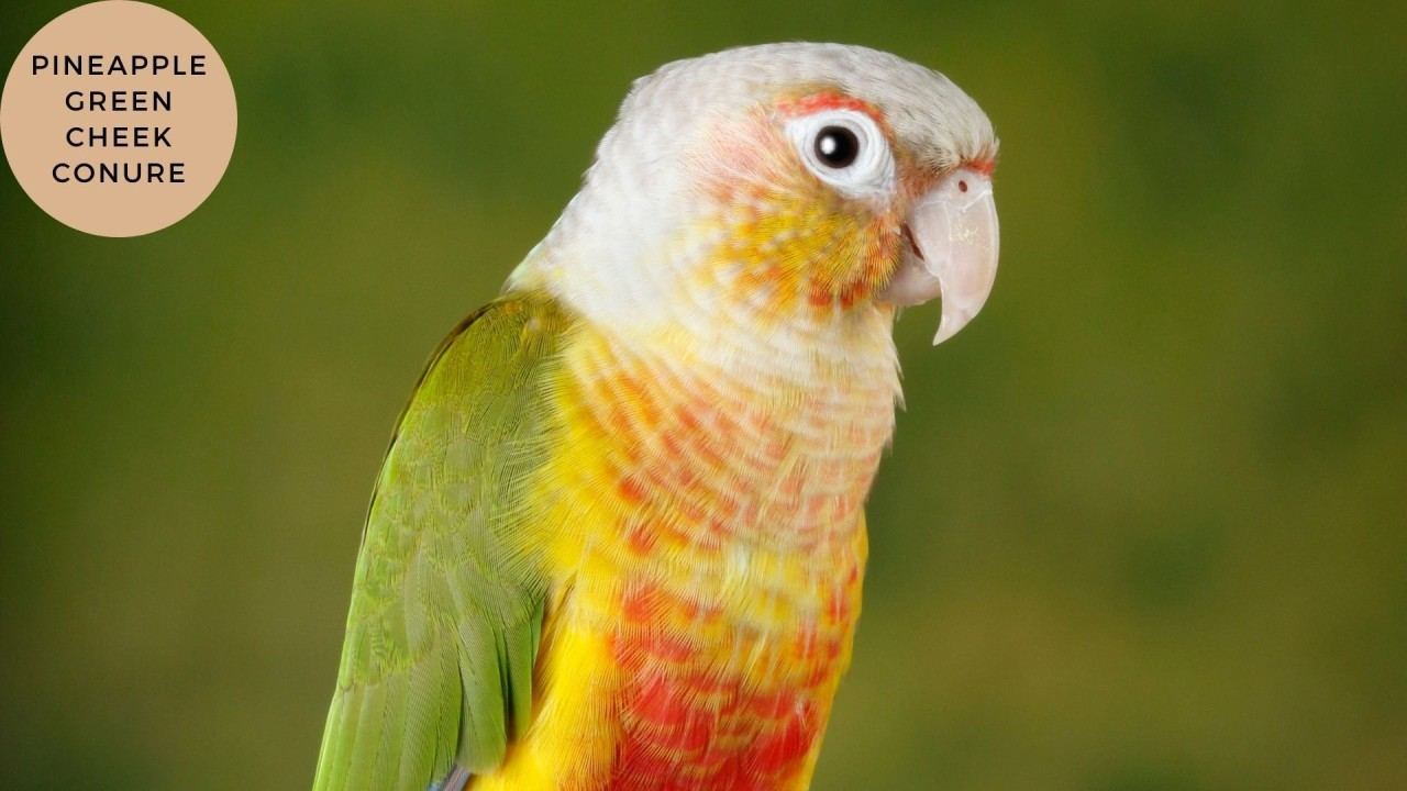 Pineapple Headed Conure in Ayodhya