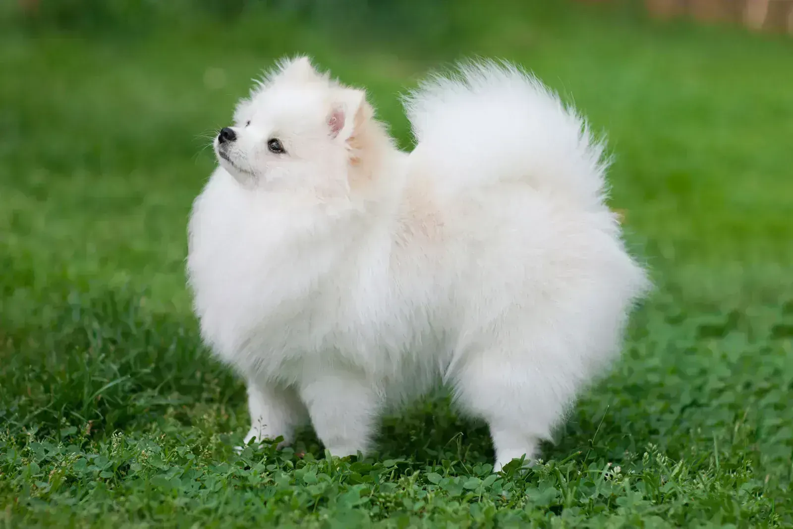 Pomeranian Puppy in Ayodhya