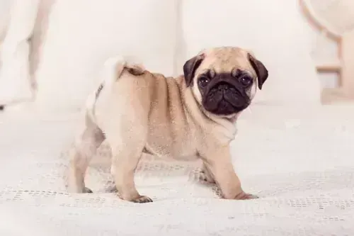 Pug Puppy | Apricot Color in Ayodhya