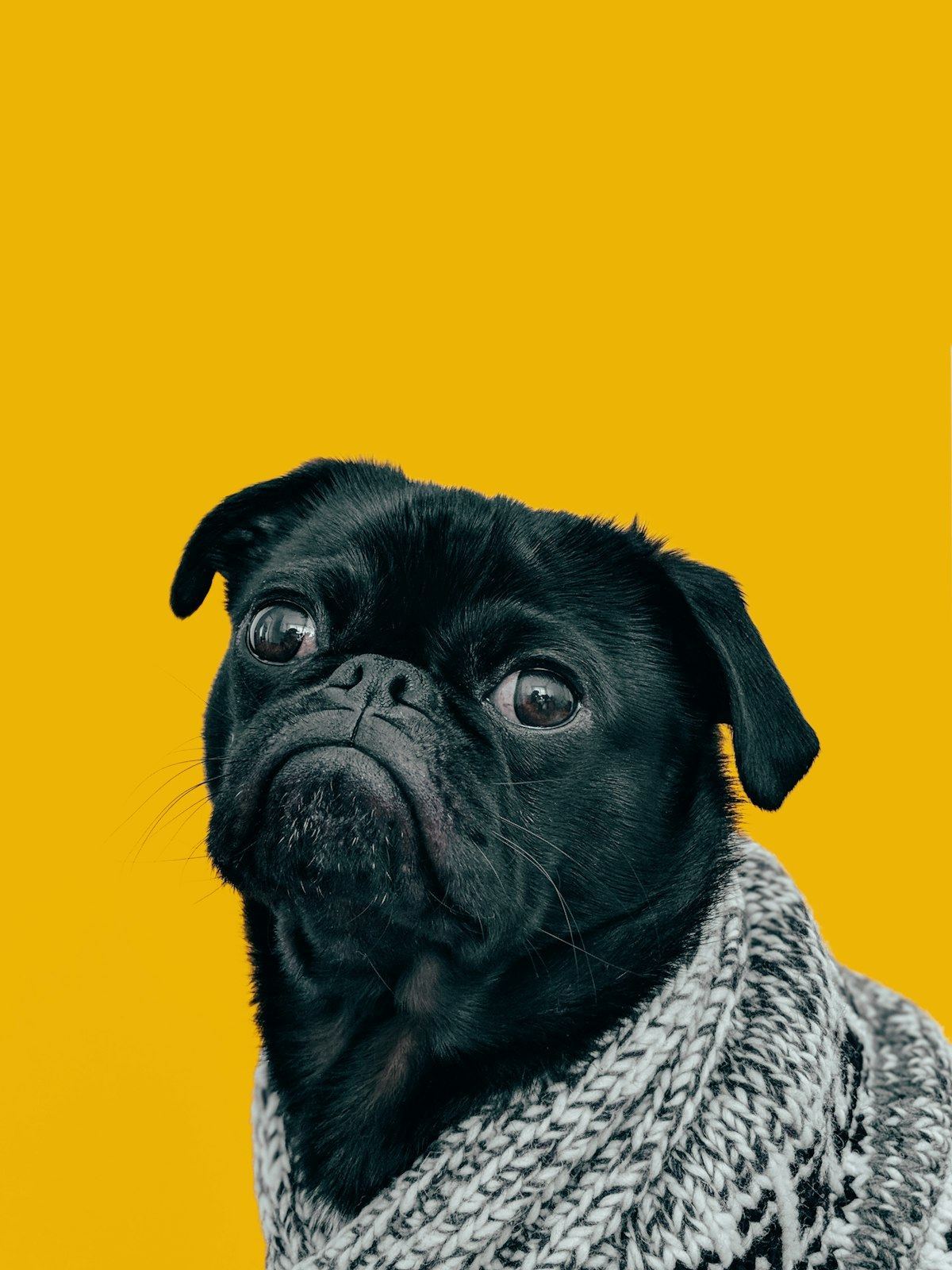 Pug Puppy | Black Color in Ayodhya