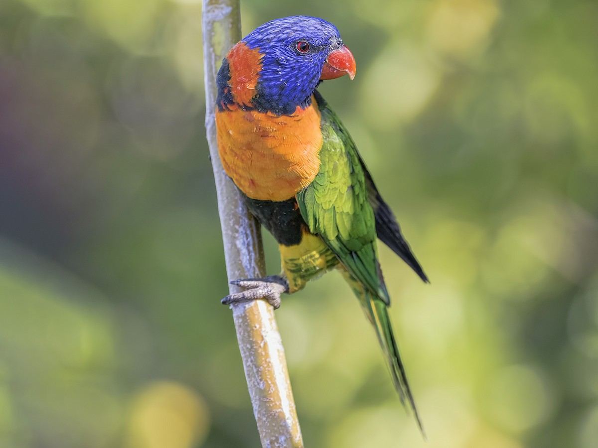 Red Collared Lorikeet in Ayodhya