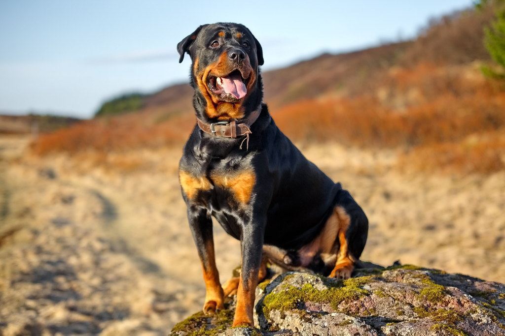 Rottweiler Puppy in Ayodhya