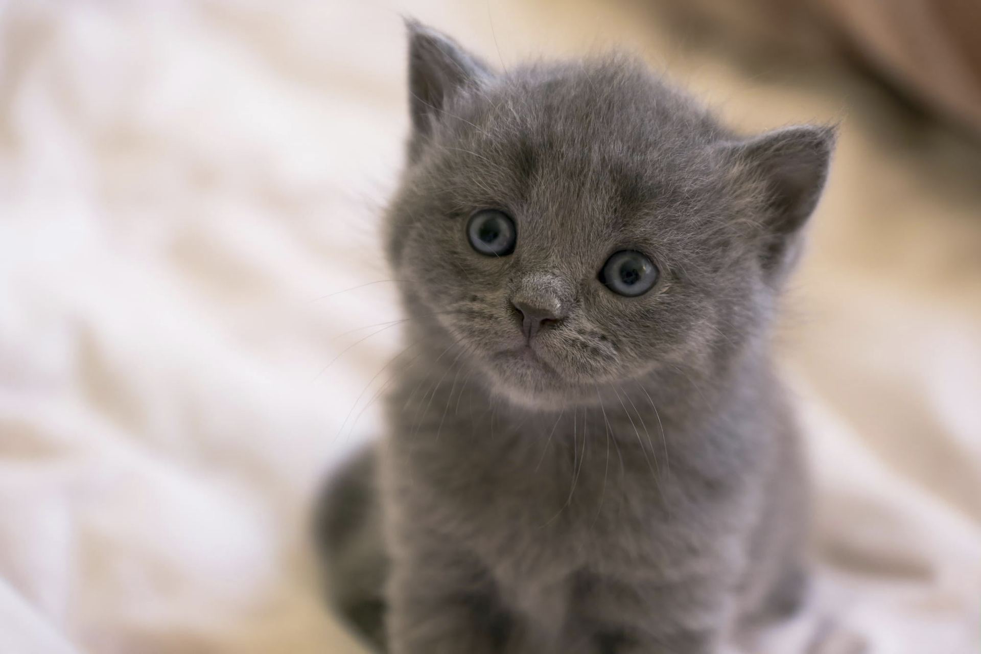Russian Blue Kitten in Bongaigaon