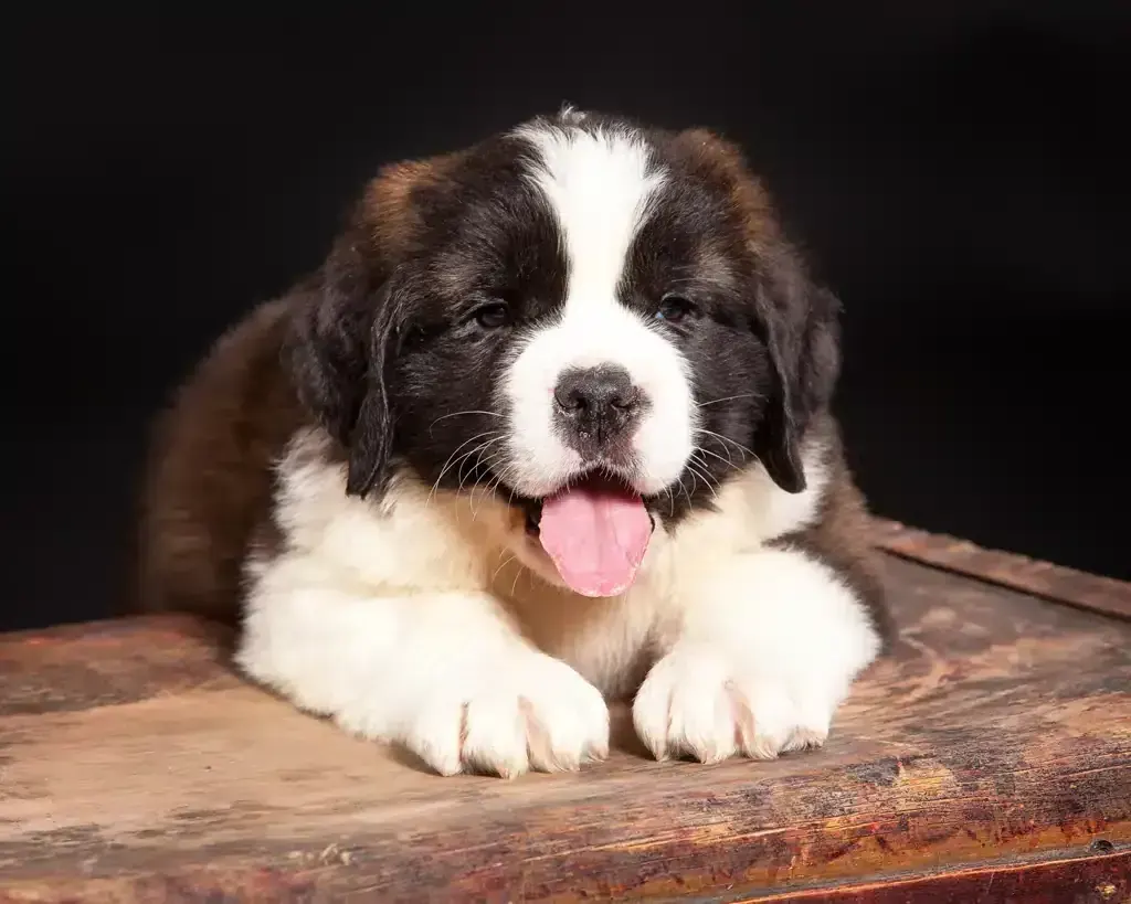 Saint Bernard Puppy - Saint Bernard Puppy