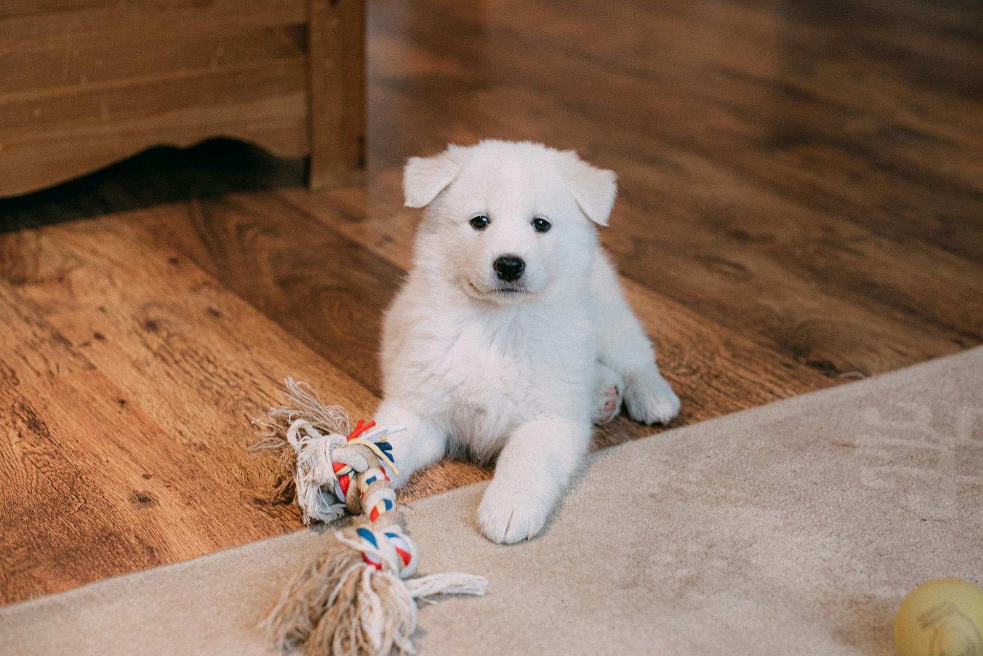 Samoyed Puppy | White - Samoyed Puppy | White