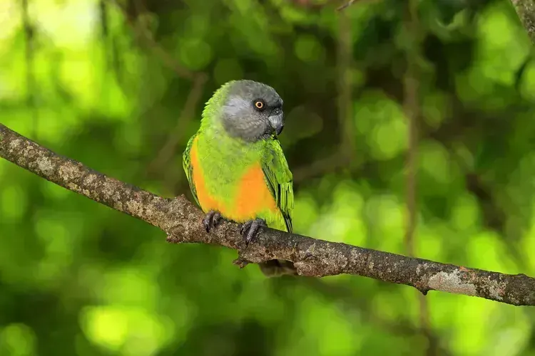 Senegal Parrot - Senegal Parrot